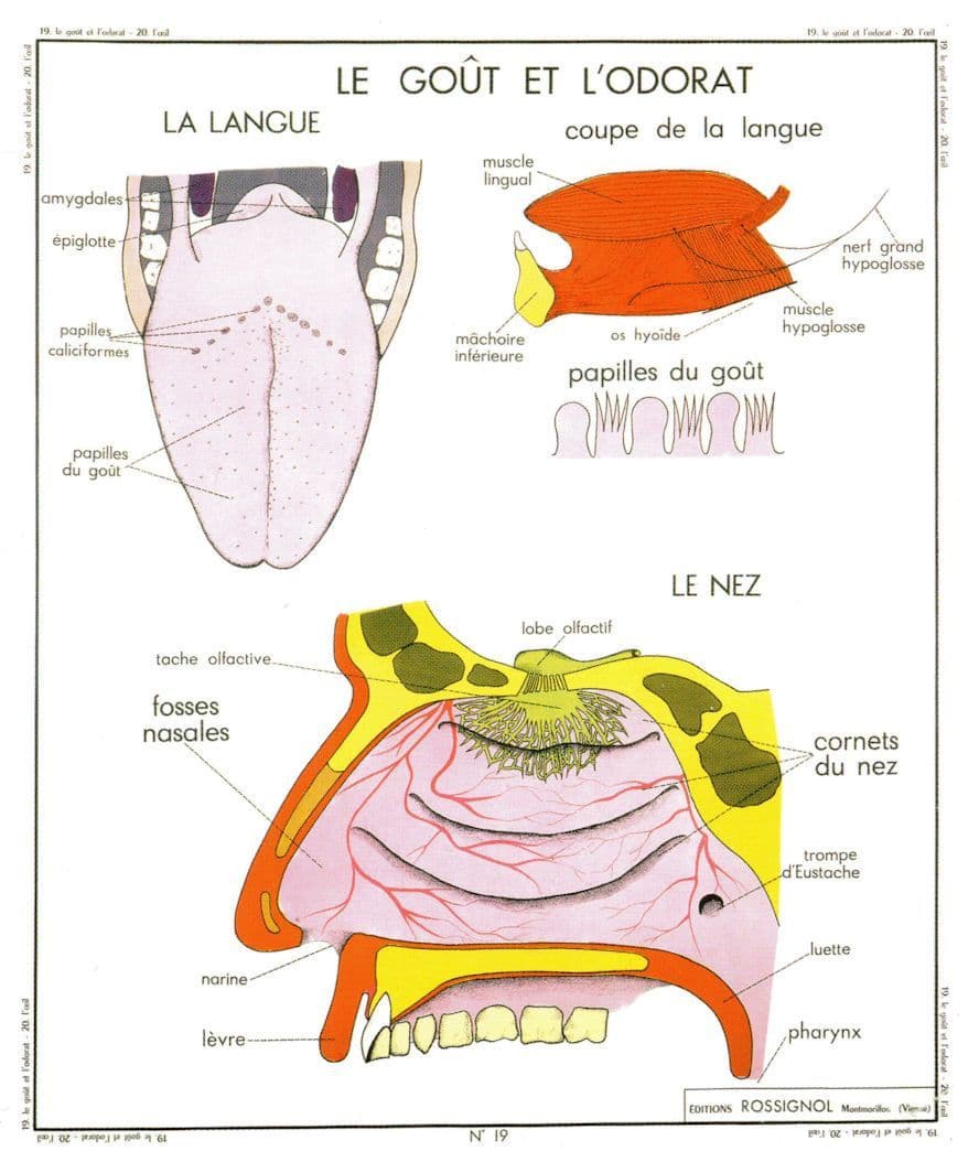 Tongue Mouth Glands Throat Old School Dentistry Wall Chart Postcard
