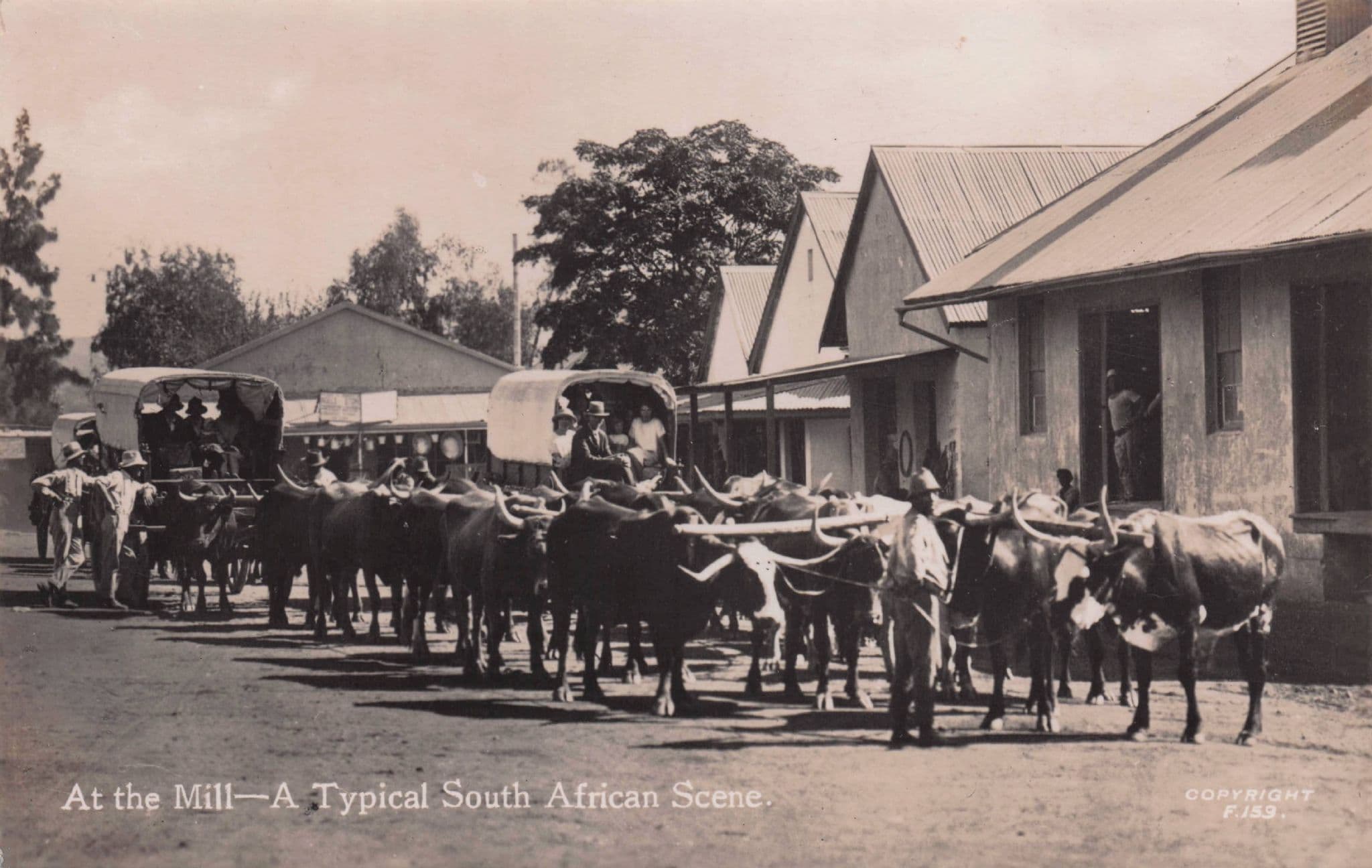 Transport Cattle South Africa Mill Real Photo Old Postcard