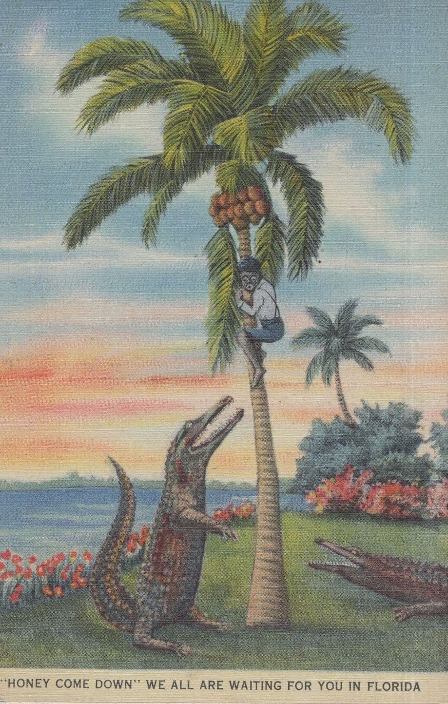 Tree Climbing Florida Crocodile Antique Linen Comic Postcard