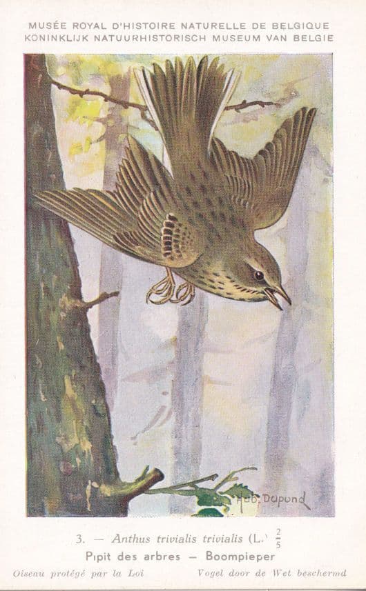 Tree Pipit Anthus Trivialis Rare WW2 Bird Postcard