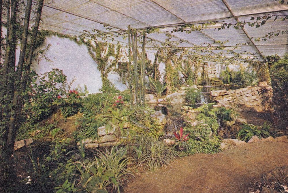 Tropical House Greenhouse Wildfowl Trust Slimbridge Gloucester Postcard