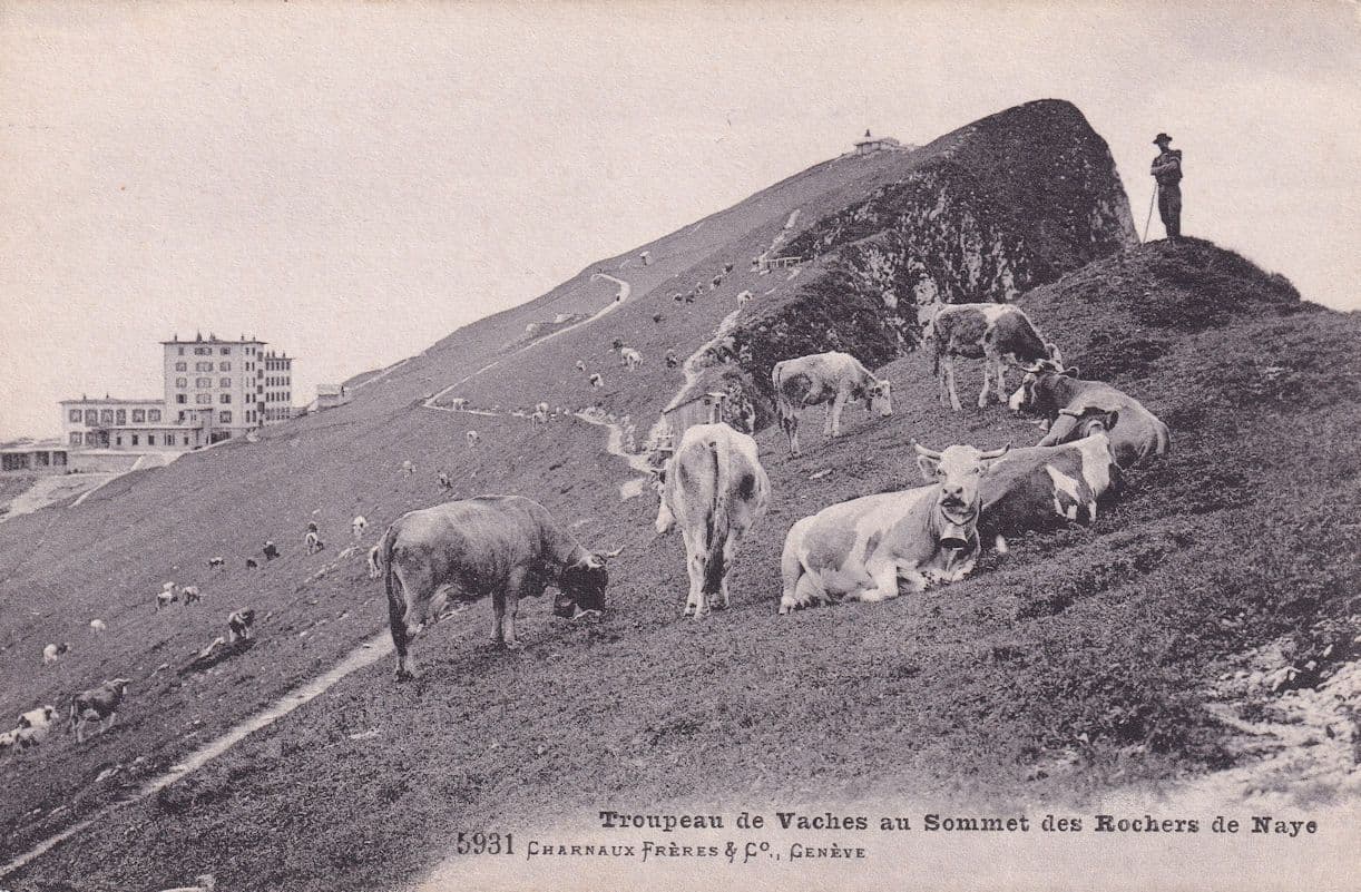 Troupeau De Vaches Au Sommet Des Rochers De Naye Swiss Postcard