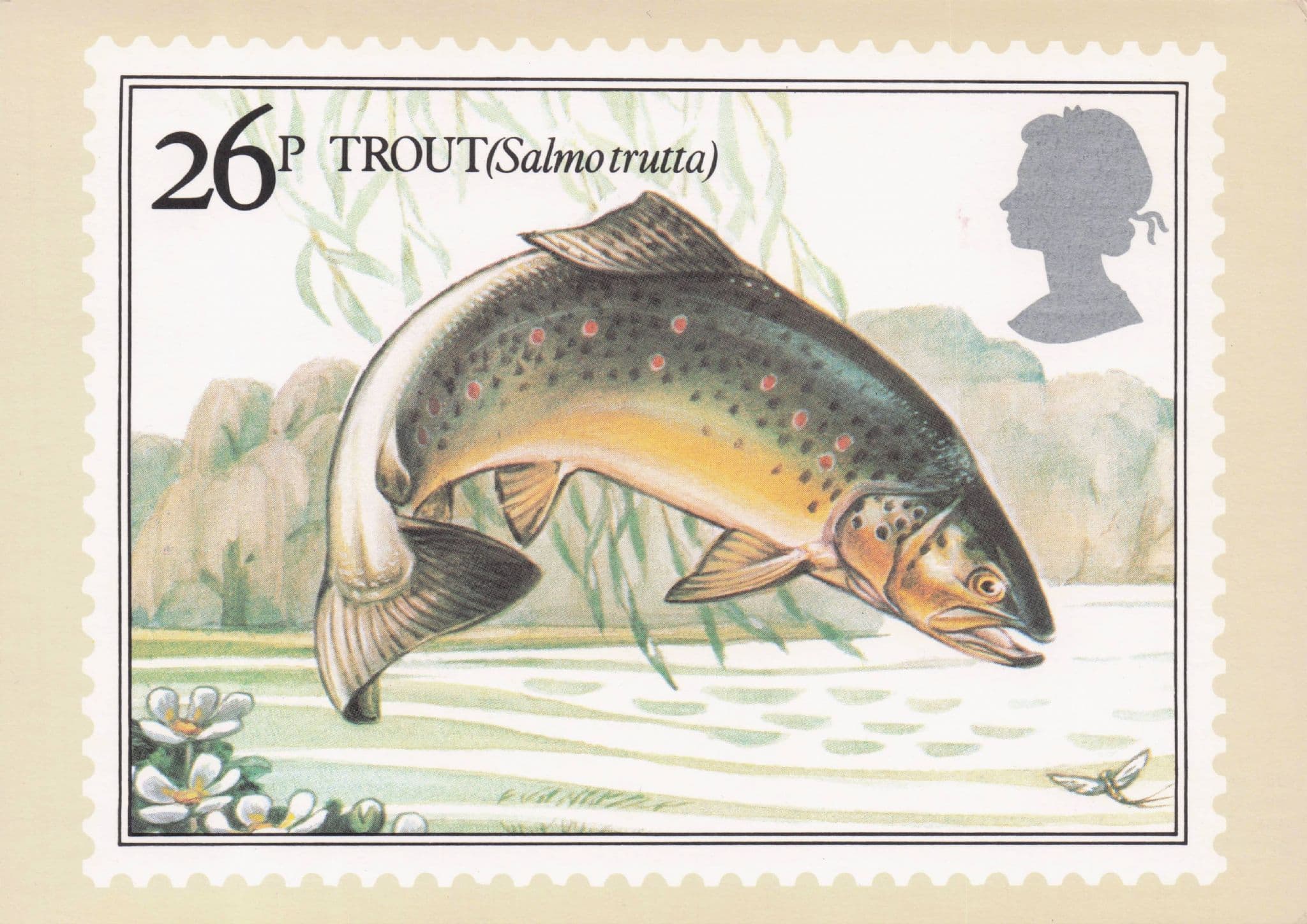 Trout Fish Salmo Trutta British River Fishes Painting Stamp Postcard