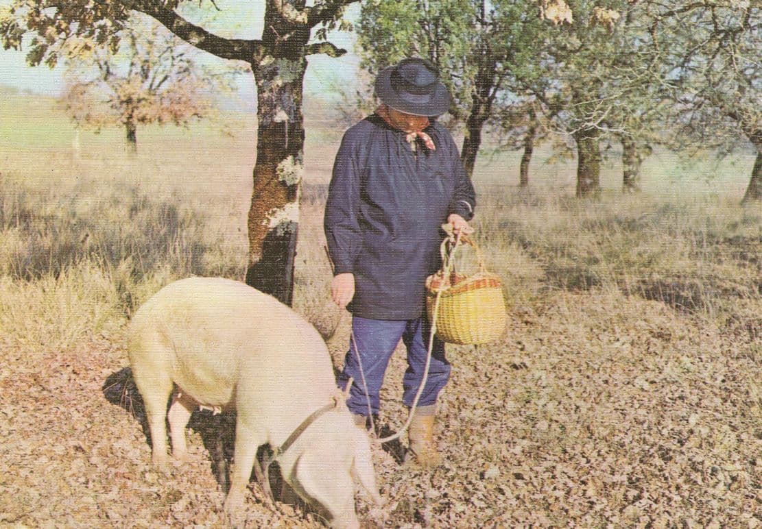 Truffle Finding Pig & Owner Unique French Postcard