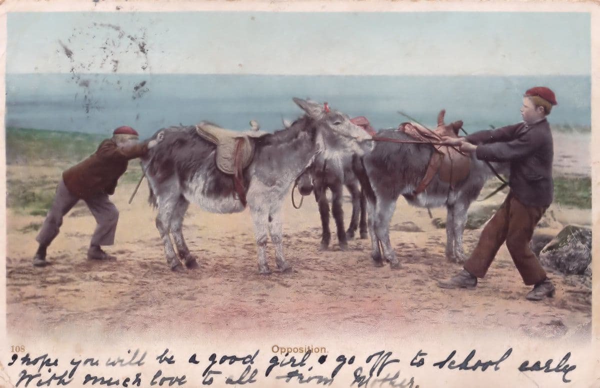 Tug Of War Horse Opposition Antique 1904 Horses Old Postcard