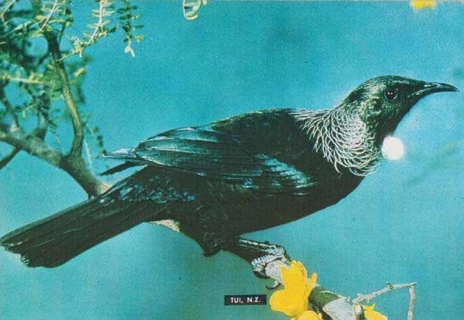 Tui Songbird New Zealand Rare Bird Postcard