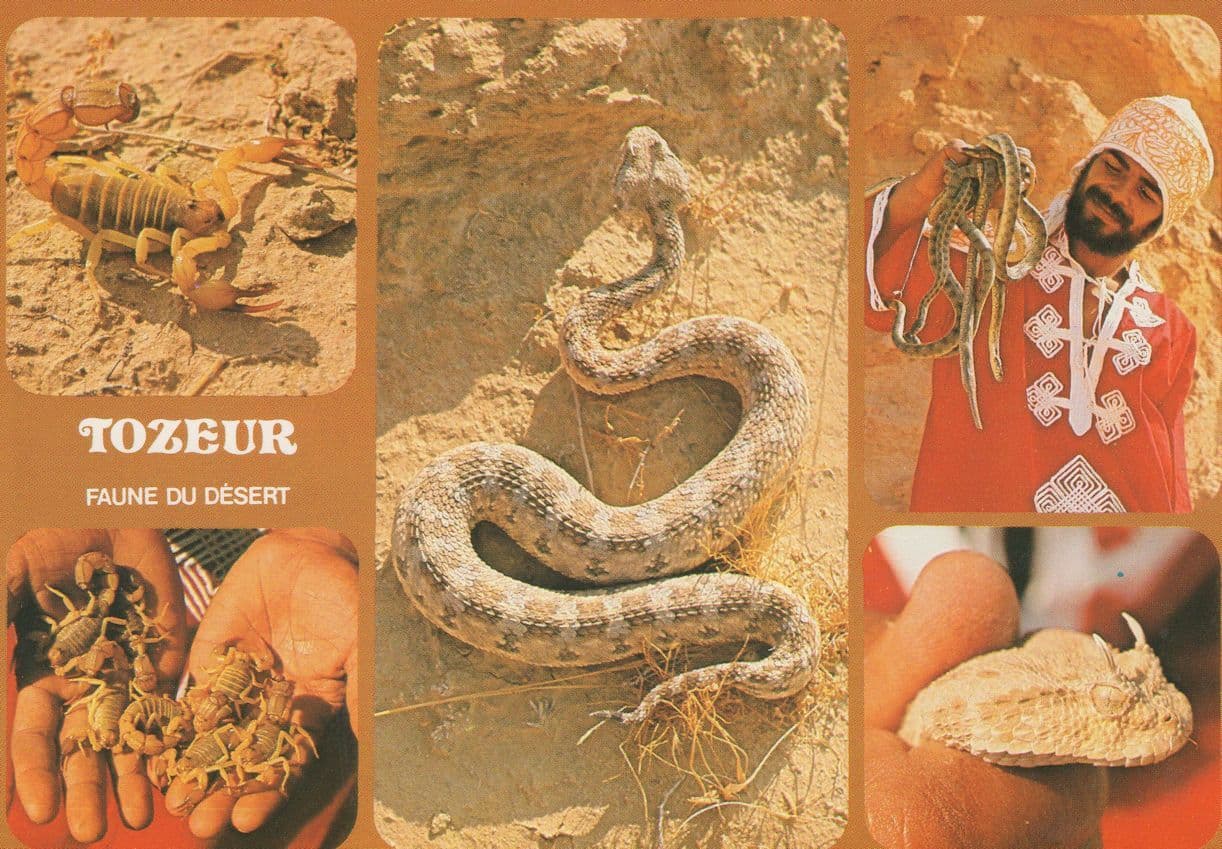 Tunisie Africa Deadly Poisonous Snakes in Hand Snake Charmer Postcard