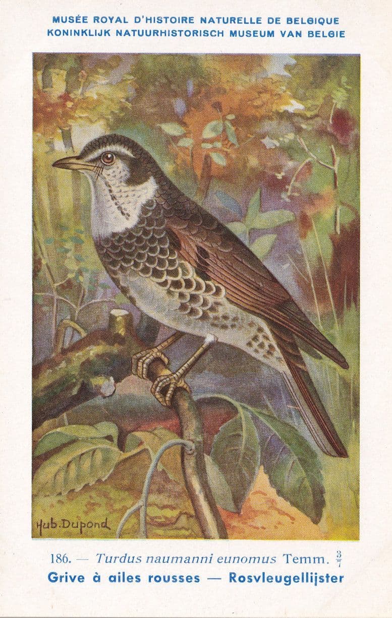 Turdus Naumanni Naumanns Thrush Bird WW2 Rare Postcard