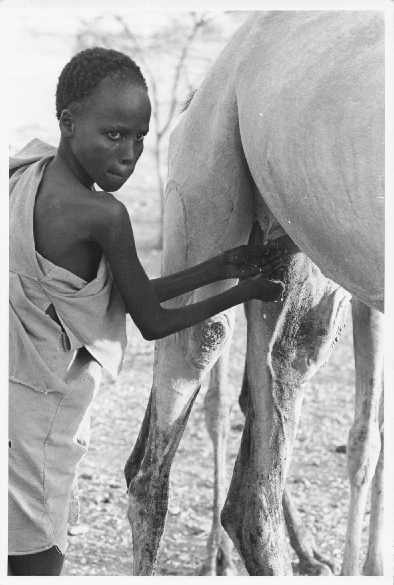 Turkana Boy Milking A Kenya Farm Camel at Lokichar African 9x7 Photo