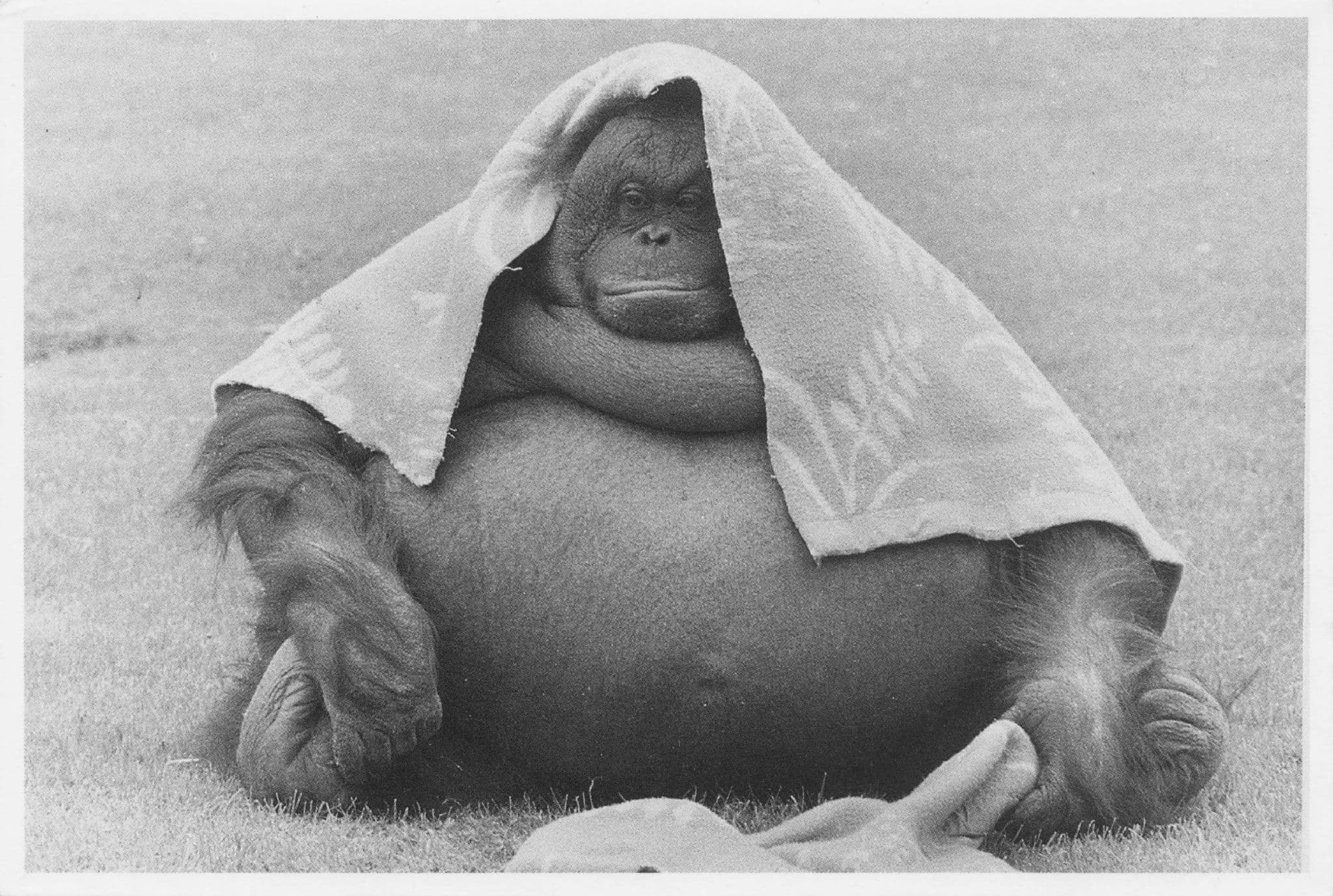 Twiggy The Sexy Fat Orangutan Model Comic Monkey Rare Postcard