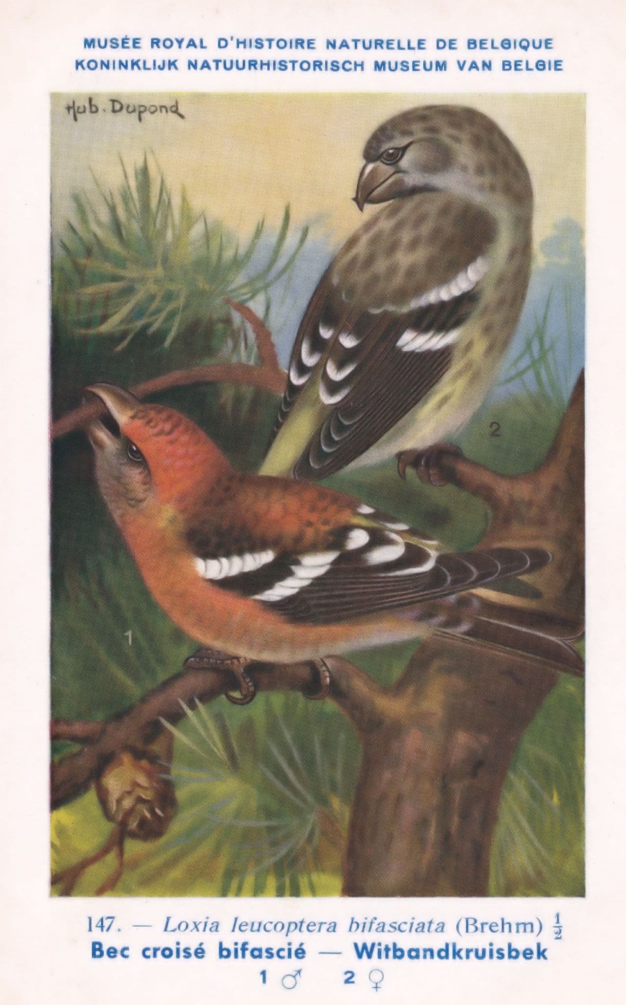 Two Barred Crossbill Loxia Leucoptera Bifasciata WW2 Bird Rare Postcard