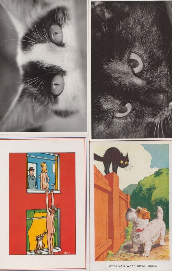 Two Dark Menacing Evil Cats Eye & Comic Glaring 4x Unique Cat Postcard s