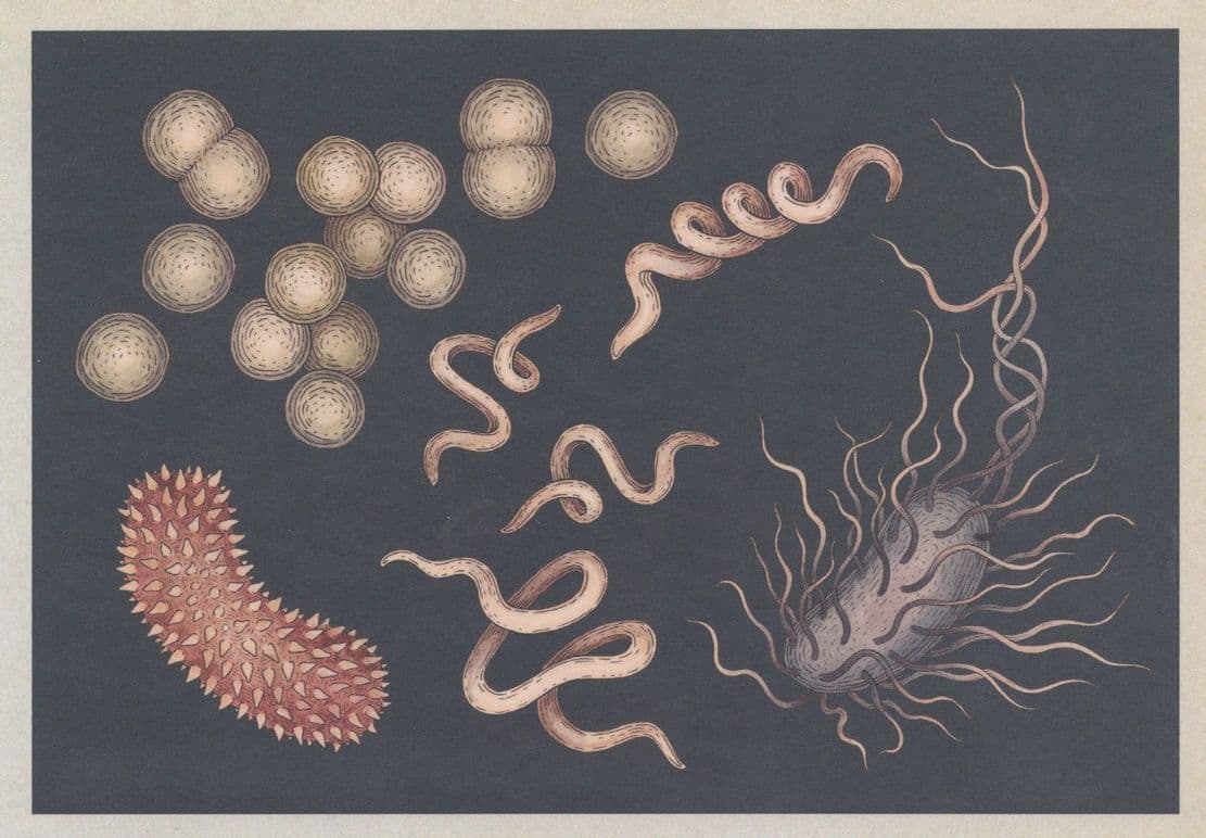 Types Of Bacteria Coccus Bacillus Trichinella Spiralis Science Postcard