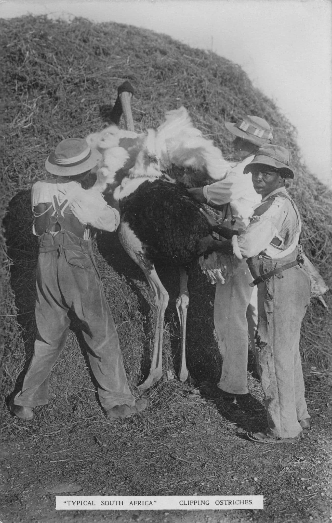 Typical South Africa Clipping Ostriches Farming Old WW1 RPC Postcard