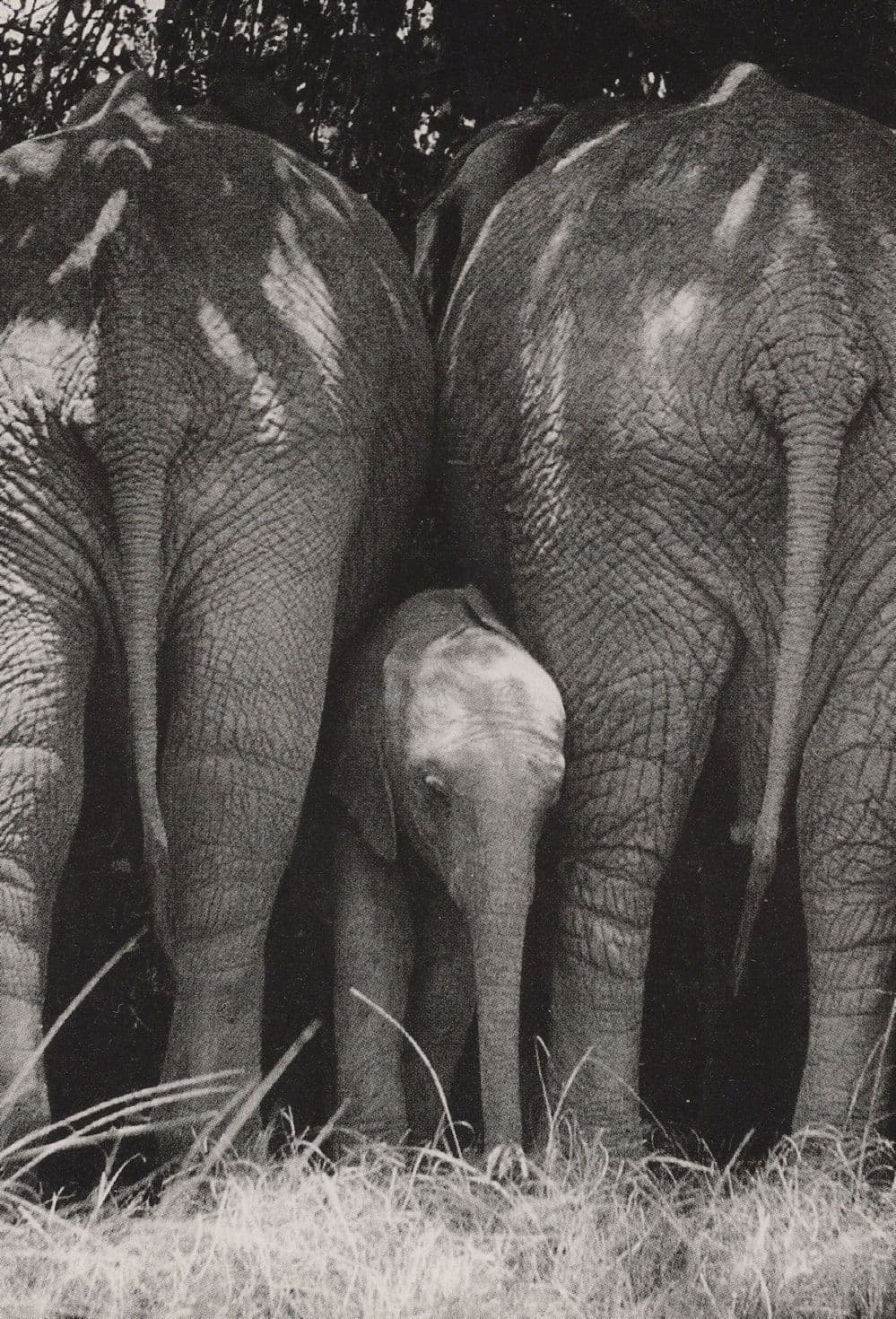 Uganda Game Park Elephants Bums & Baby Postcard