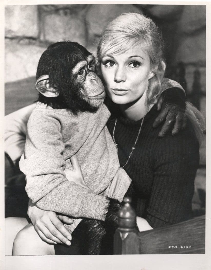 Unidentified Walt Disney Vintage Chimpanzee Monkey Film 10x8 Press Photo