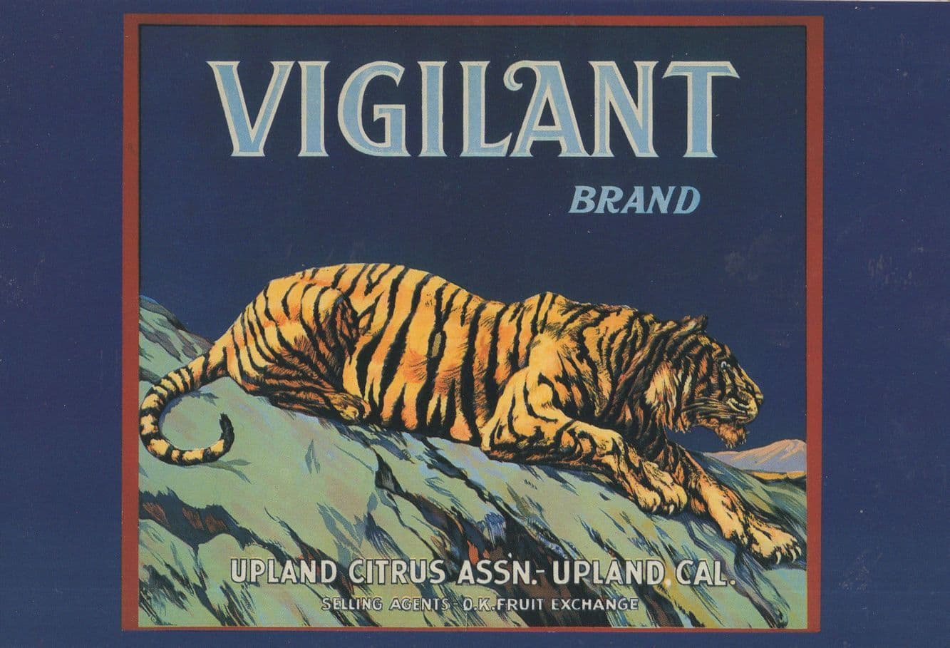 Upland Circus Tiger Brand California 1925 Poster Advertising Postcard