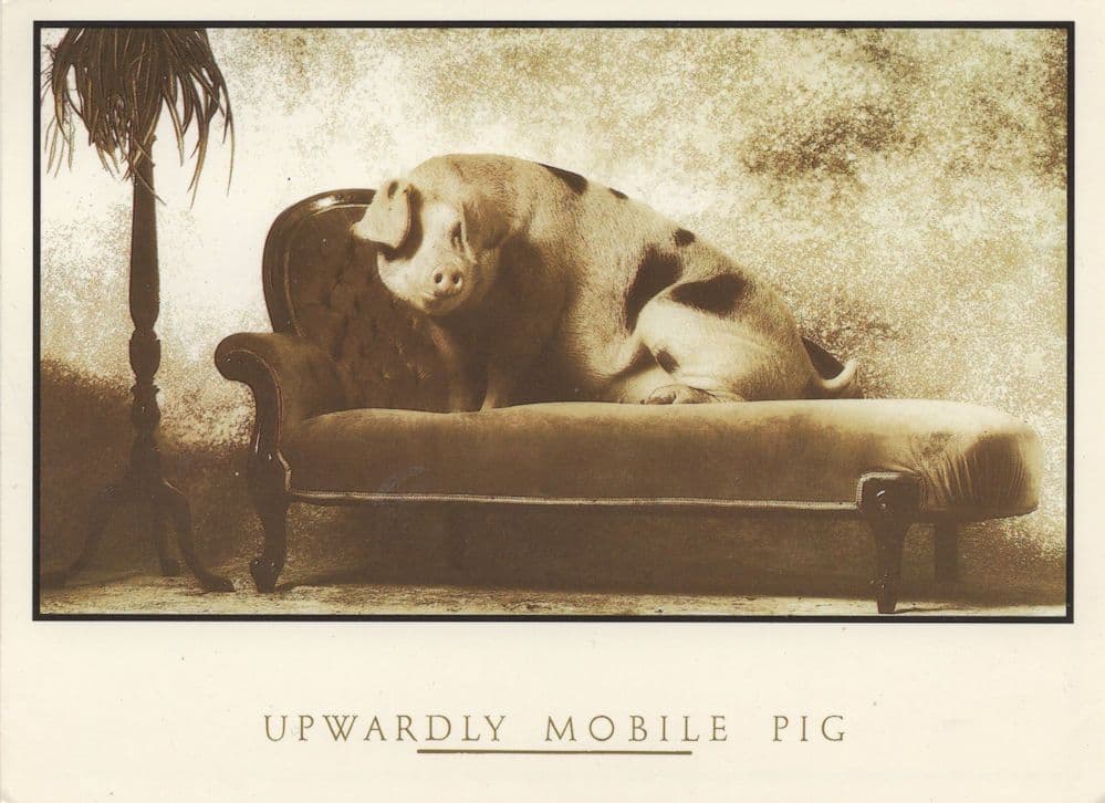 Upwardly Mobile Upper Class Pig On Sofa Comic Animal Postcard