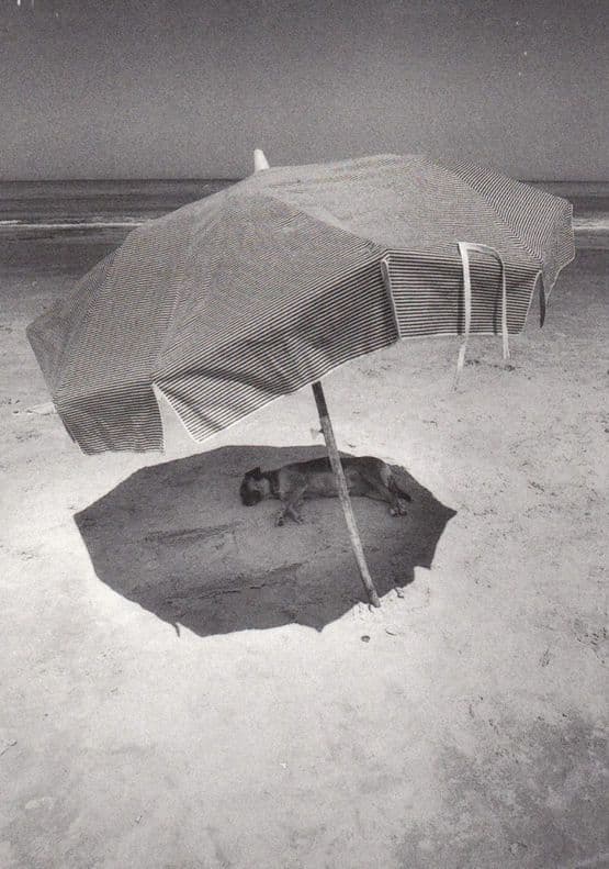Uruguay Dog Under Umbrella In Shade Parasol Museum Photo Winner Dogs Postcard