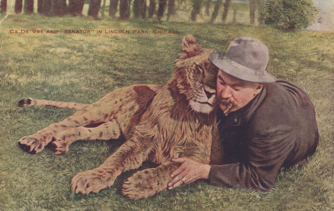 USA Senator Embracing Tiger Antique Cigar Smoking Postcard