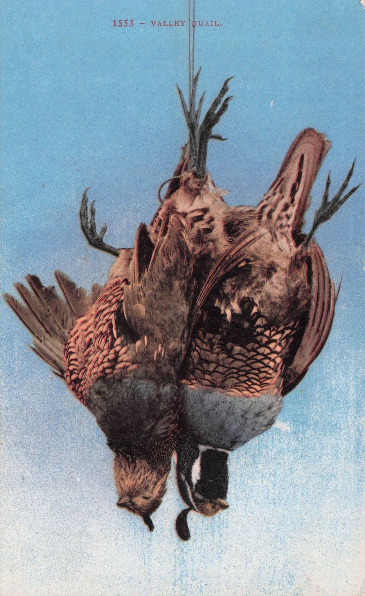 Valley Quail Birds Fowl Slaughtered Hanging Meat Old USA Postcard