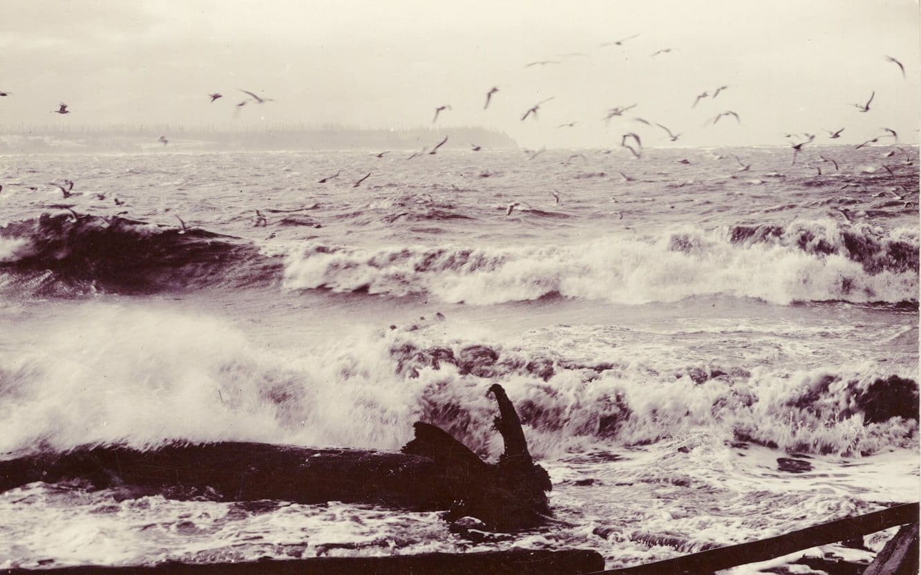 Vancouver Flock Of Birds Over Rough Sea Canada Old RPC Postcard