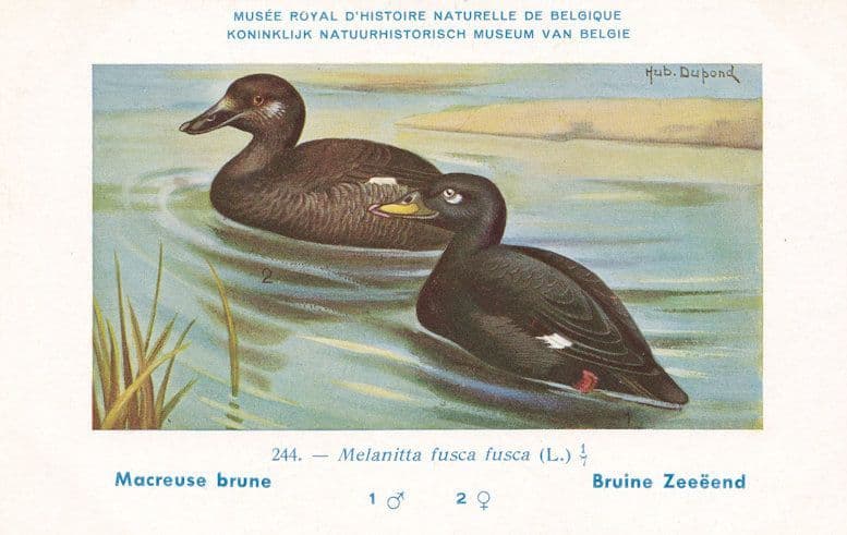Velvet Scoter Melanitta Fusca WW2 Bird Vintage Rare Postcard