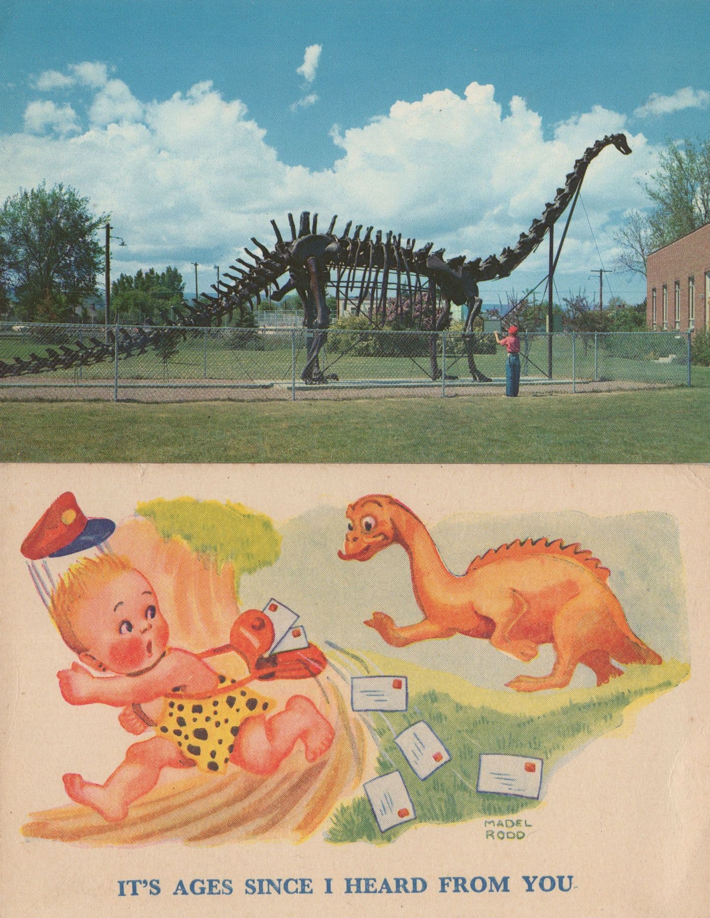 Vernal Field House Dinosaur Diplodocus Skeleton Comic 2x Postcard s