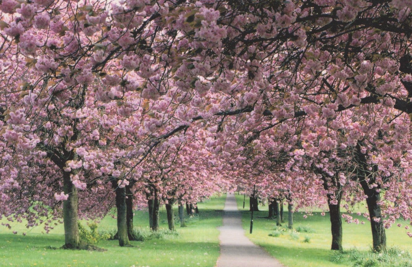 Vibrant Pink Trees Cherry Tree Walk Stunning Yorkshire Postcard