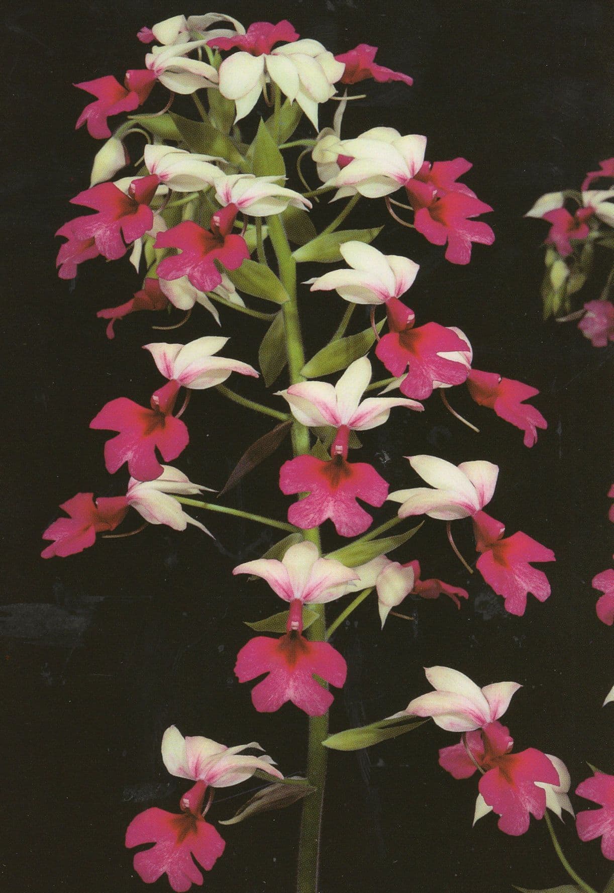 Victorian Orchid Eric Young Jersey Flower Calanthe Grouville Postcard