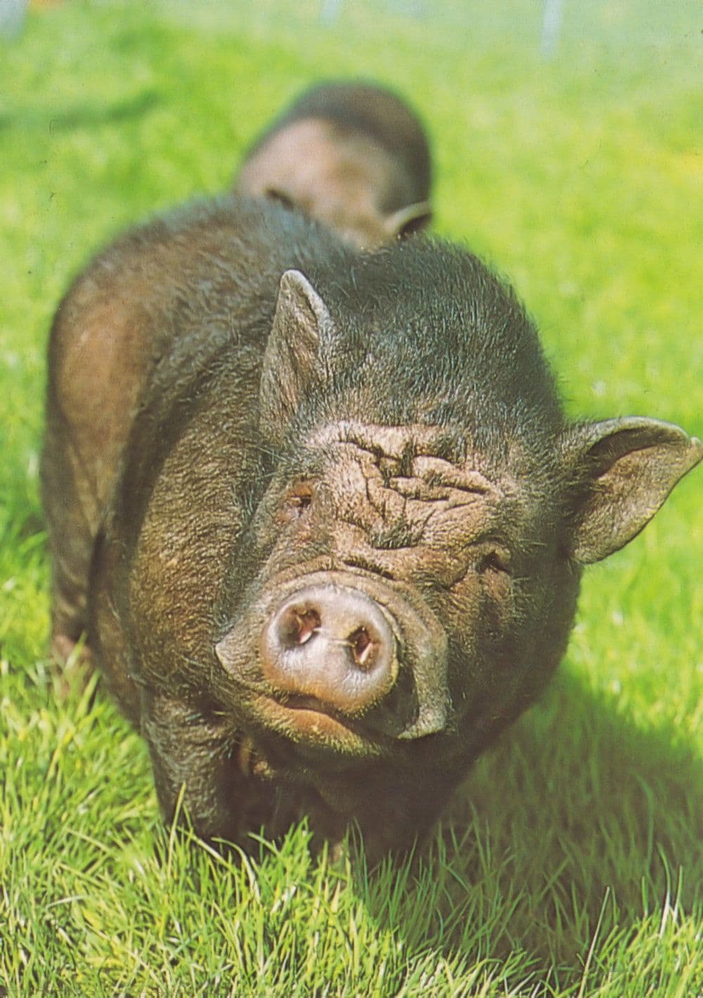 Vietnamese Pot Bellied Pig at Sevenoaks Kent Postcard