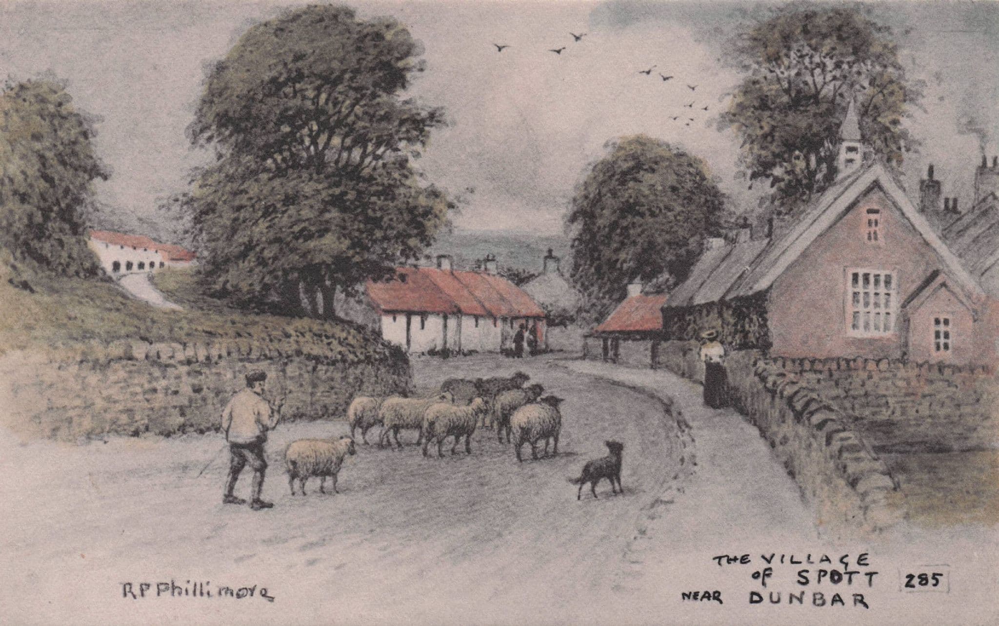 Village Of Spott Dunbar Farmer Sheep Antique Scottish Phillimore Postcard