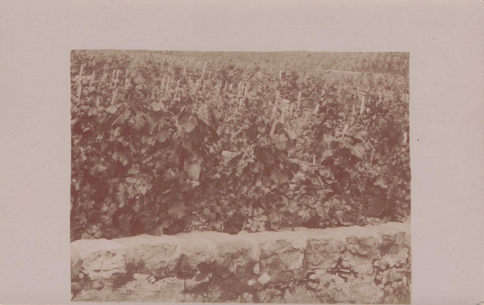 Vineyard at Hotel Windsor Chernex Switzerland Old Real Photo Postcard
