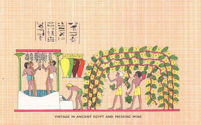 Vintage In Ancient Egypt & Pressing Wine Egyptian Old Postcard