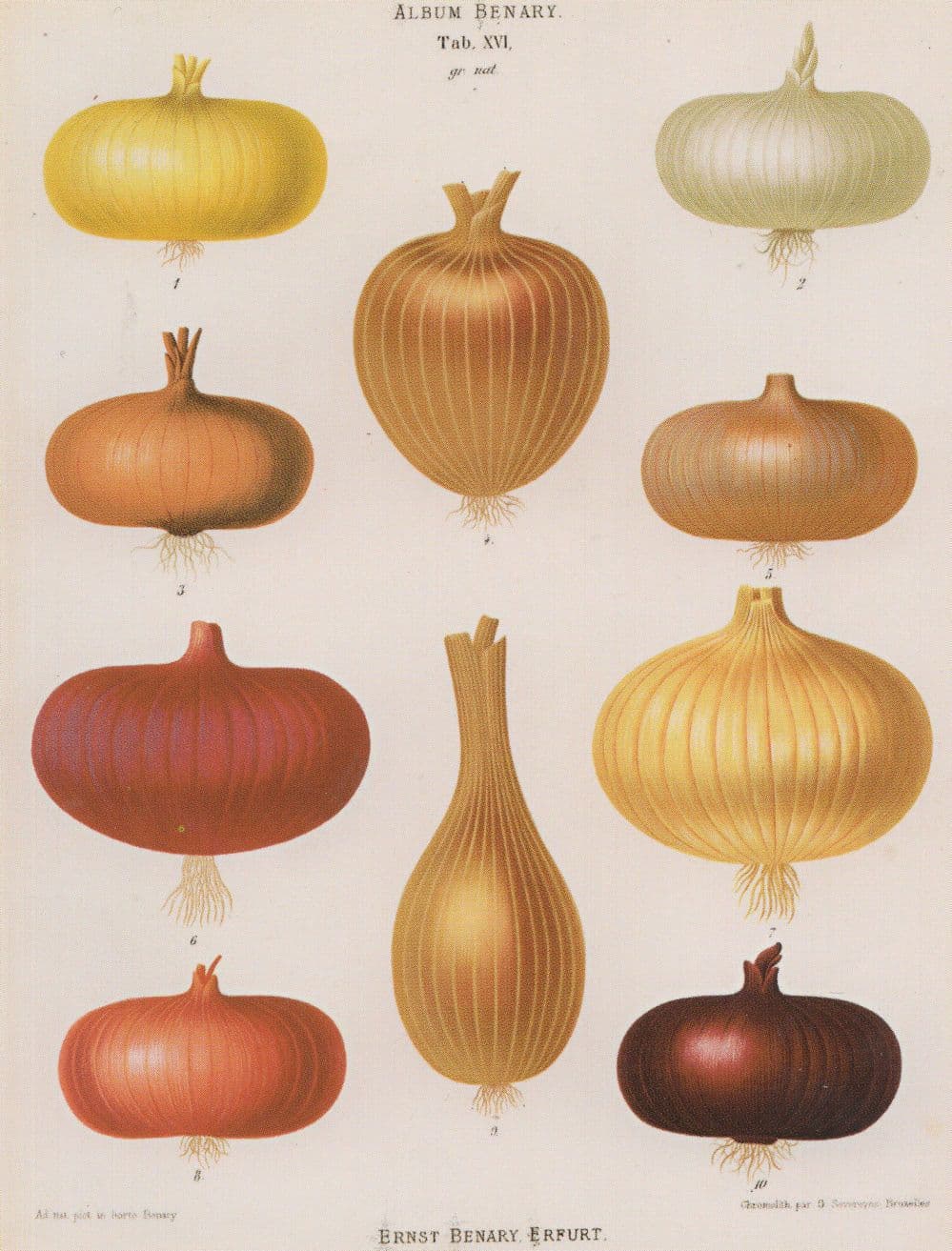 Vintage Wall Display Of Onion s Postcard