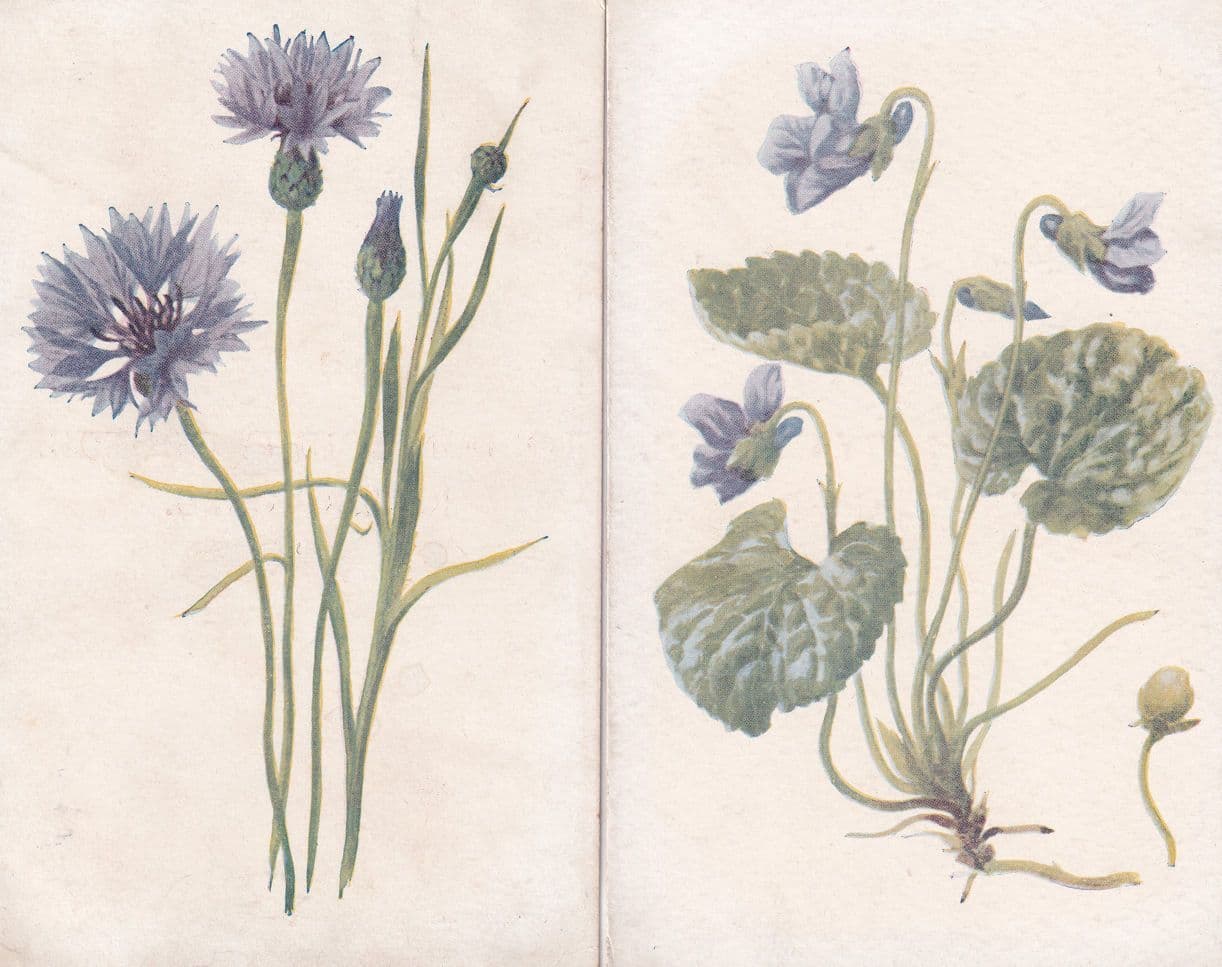 Violet Cornflower 2x London Reward Card Postcard s