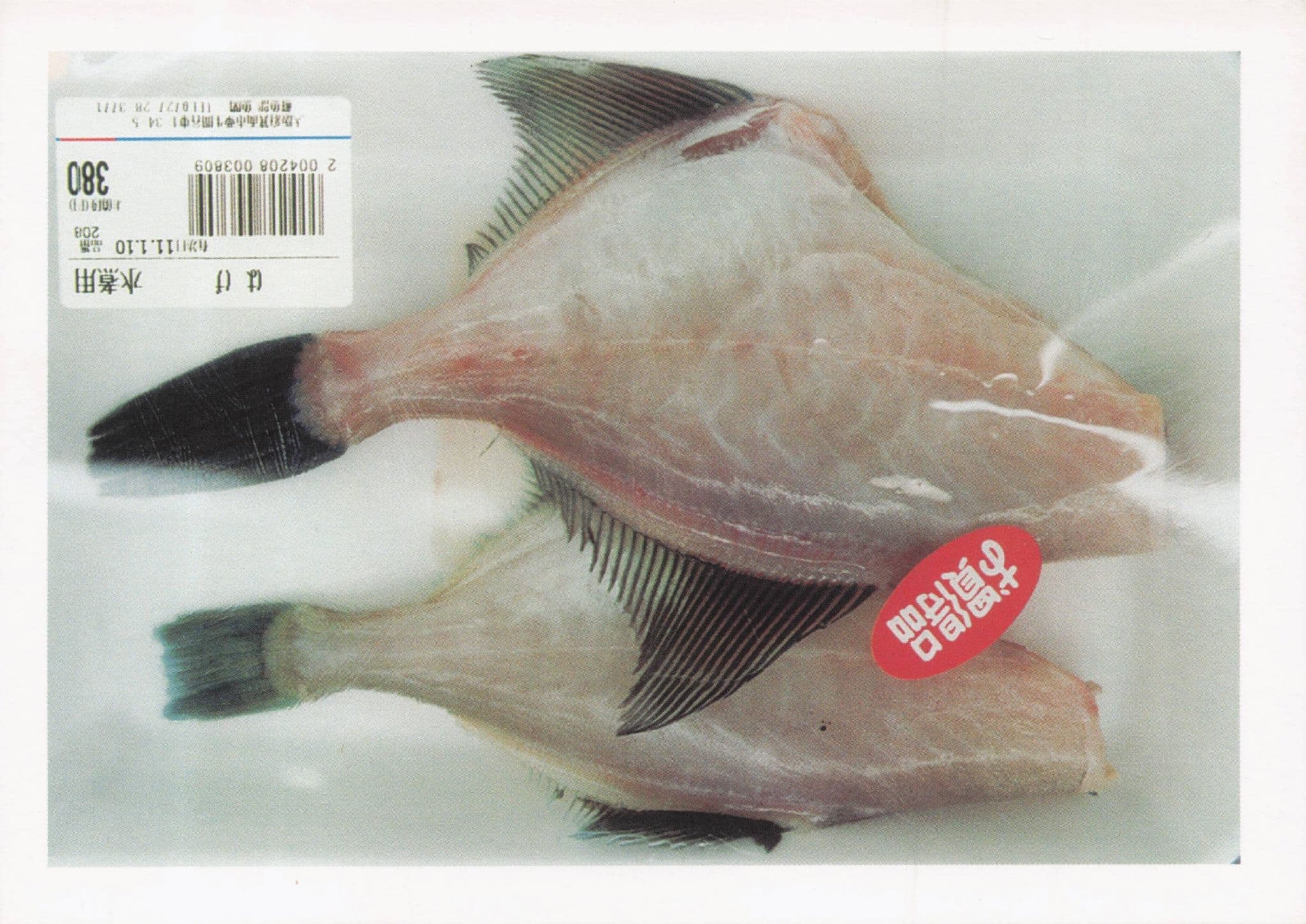Visions From Japanese Fish In Shop Freezer Japan 1998 Photographic Art Postcard