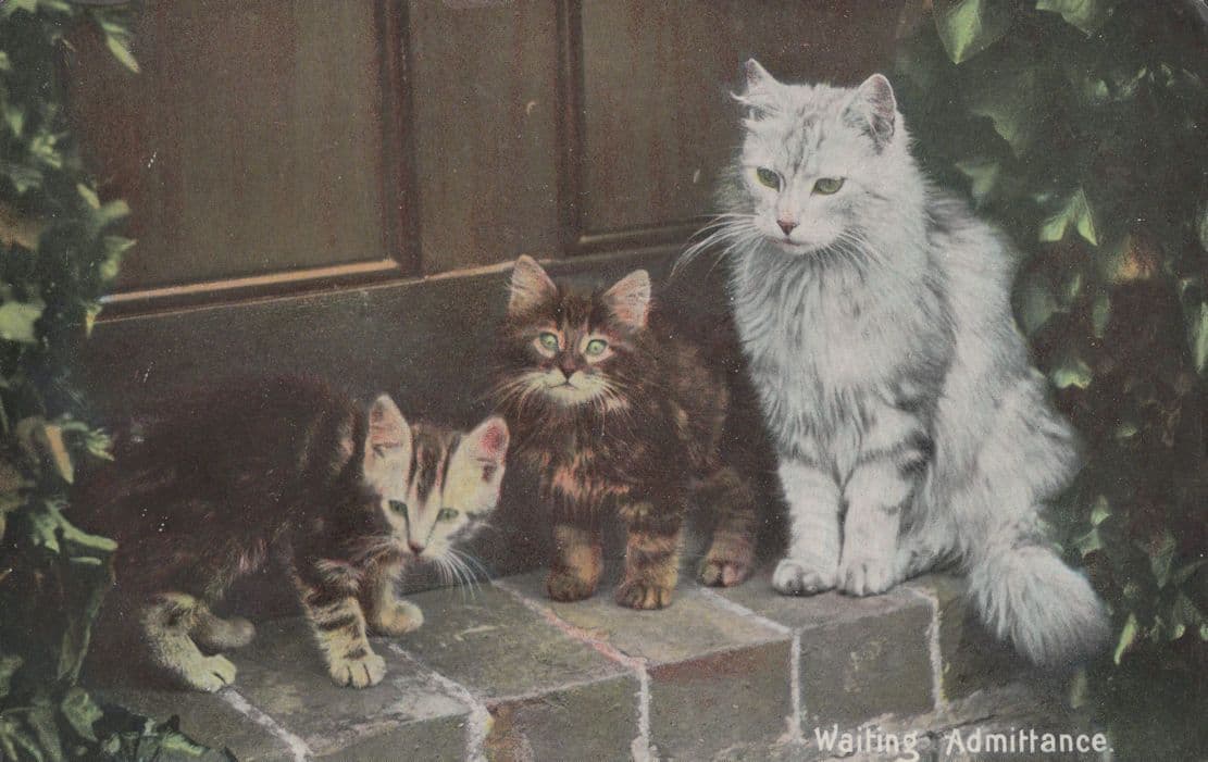 Waiting Admittance Cats On Doorstep Seeking New Home Old Postcard