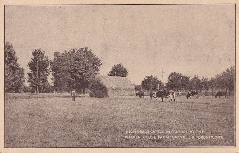 Walker House Farm Oakville Ontario Canada Antique Cattle Postcard