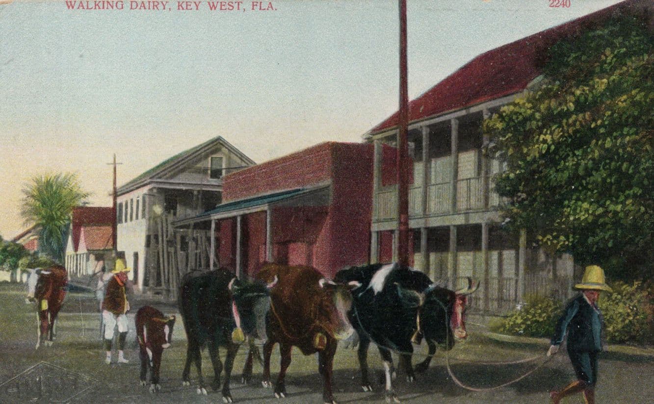 Walking Dairy Key West Florida USA Old Postcard