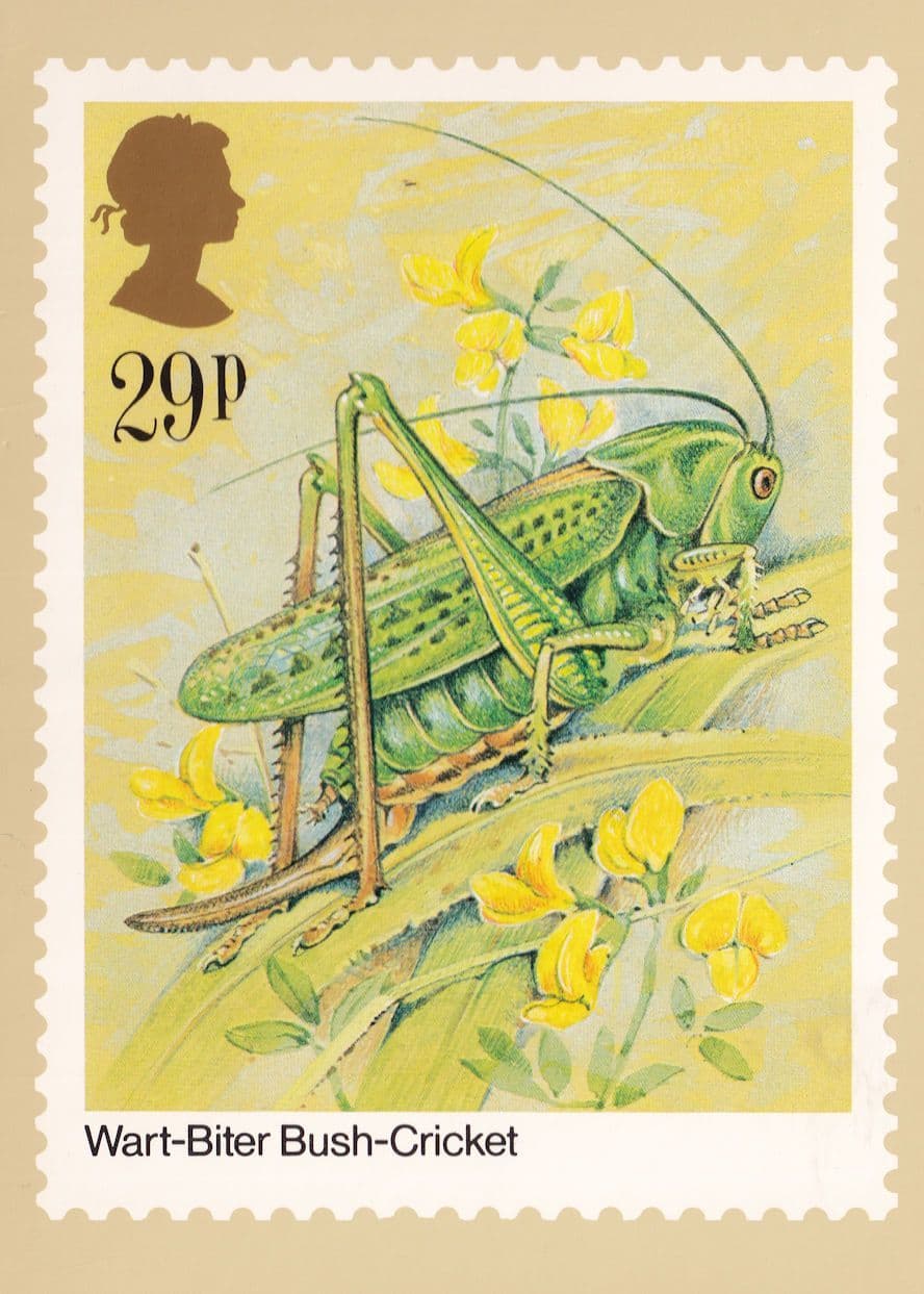 Wart Biter Bush Cricket PHQ Postcard
