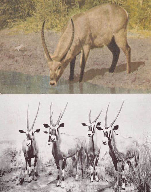 Water Buck at Kruger National Park Gemsbock 2x Old Postcard s