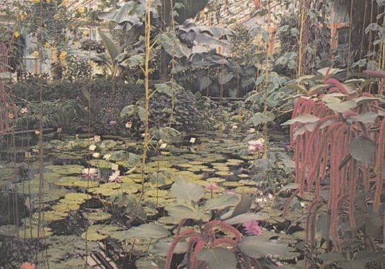 Water Lily House at the Kew Gardens Nymphae Plants Painting Postcard