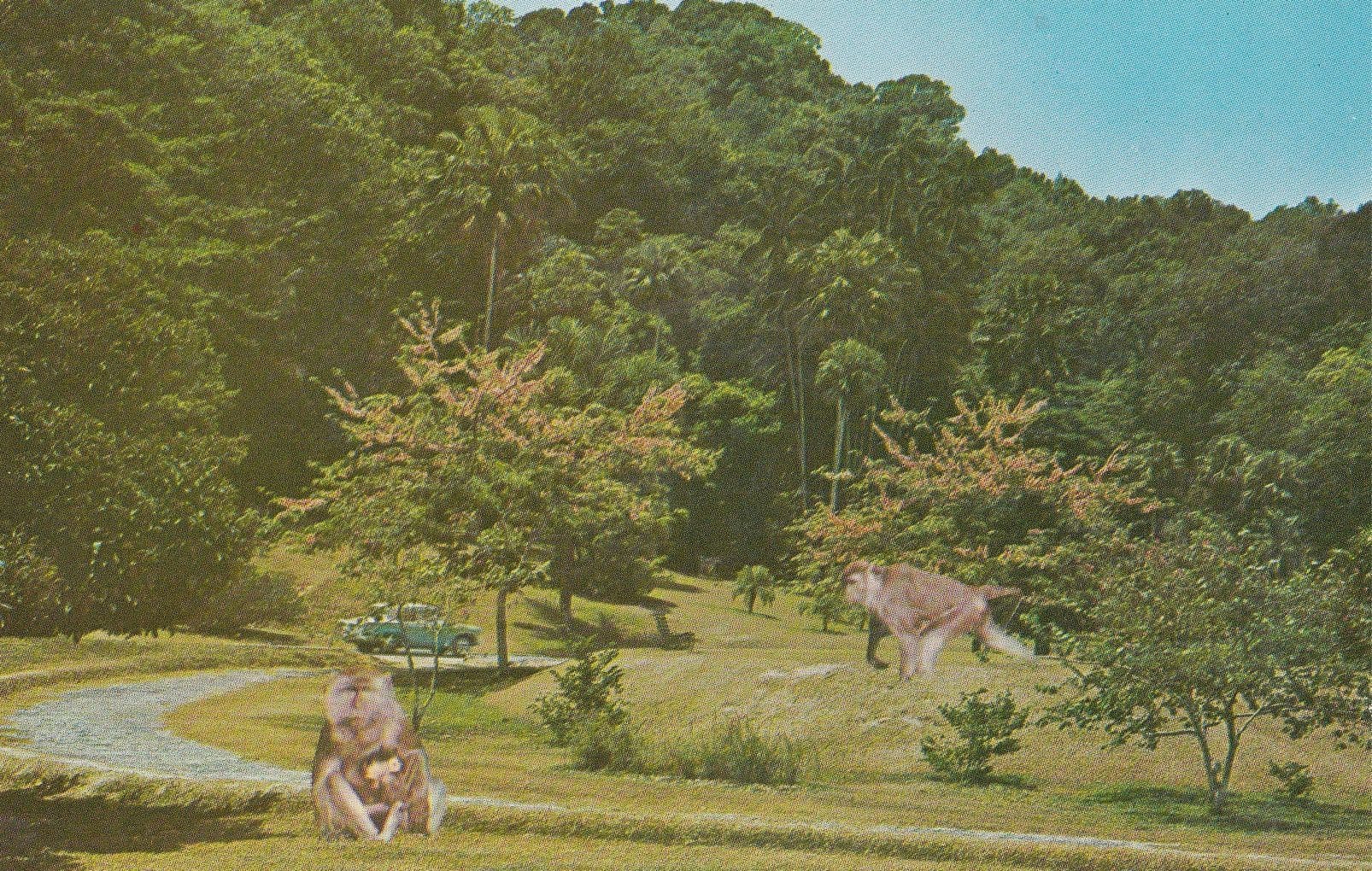 Waterfall Gardens Penang Monkeys Malaysia 1970s Postcard