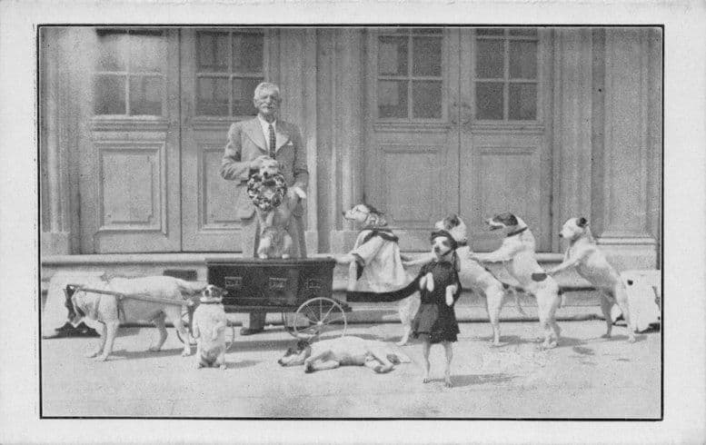 Watson's Fox Terriers Vintage Dog Circus Theatre Vaudeville Dog Act Postcard