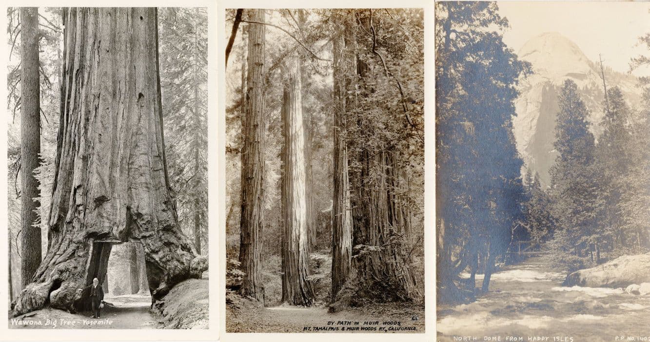 Wawona Big Tree Muir Woods Path Hardy Isles USA 3x Old Postcard s