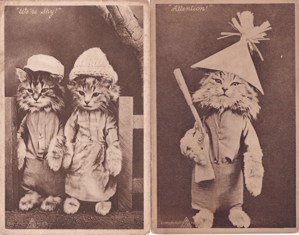 We're Shy Attention 2x Anthropomorphic Cat Postcard s
