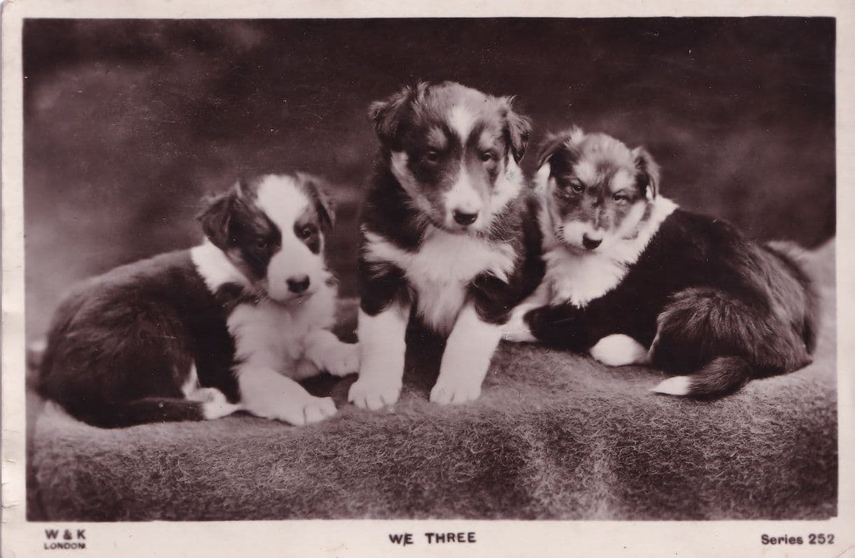 We Three Family Of Dogs R&K Real Photo Antique Dog Postcard