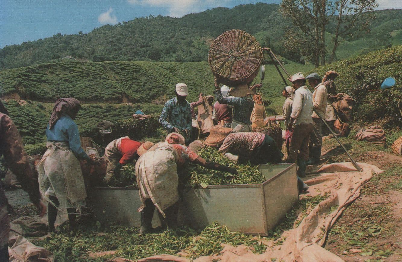 Weighing Plucked Tea at Sungei Palas Kuala Lumpar Malaysia Postcard