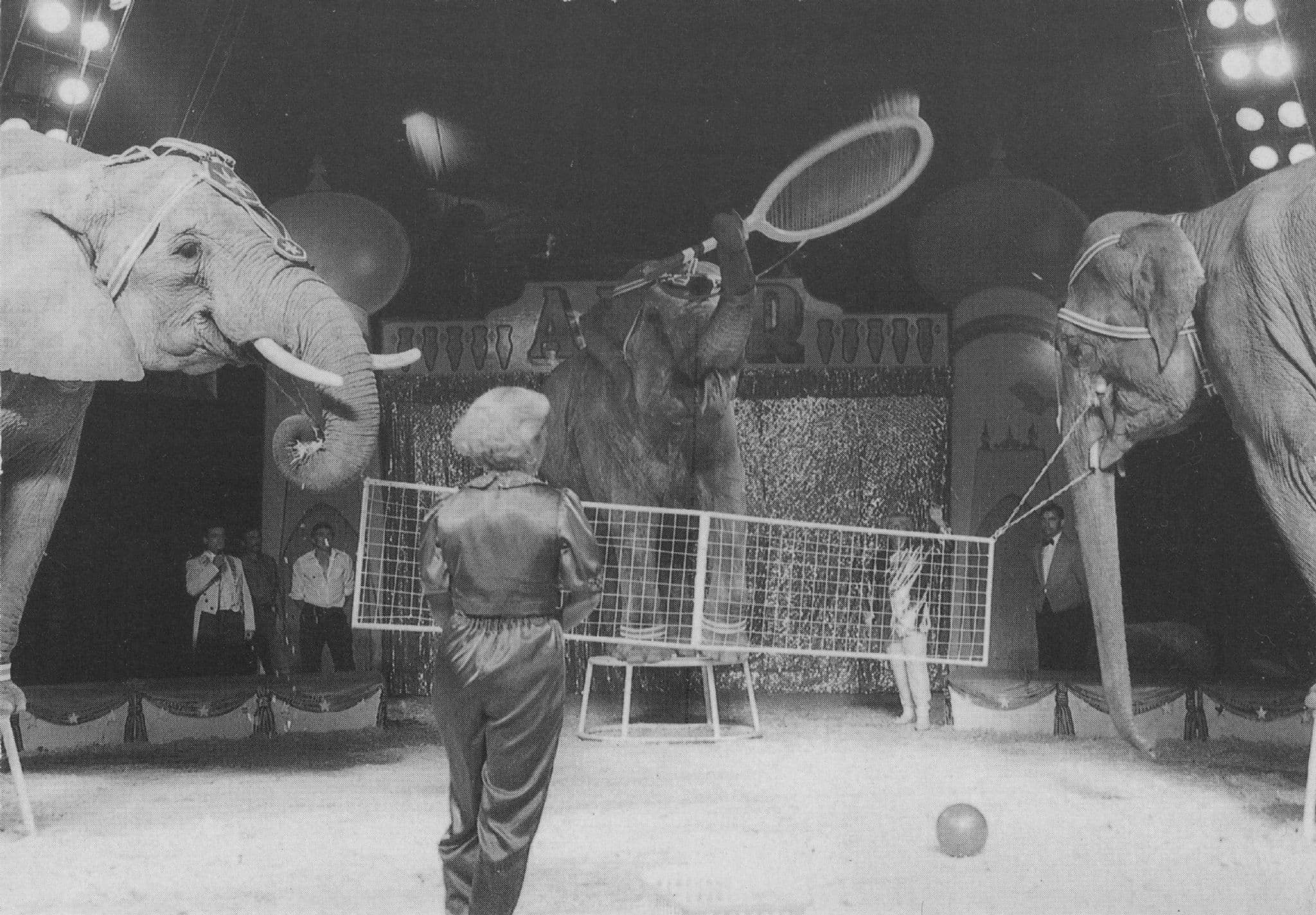Wereld Sterren Circus Arnhem Rijnhal Dutch 1994 Circus Postcard